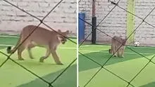 Captan a puma ingresando a campo deportivo en Chincha y usuarios bromean: “Quería su pichanga”