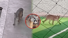 Puma andino fue visto en las calles de Chincha y desata alarma: pobladores piden intervención de Serfor