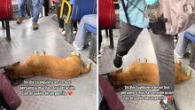 Perrito duerme plácidamente en bus de Lima y usuarios bromean: “Se va a pasar de paradero”