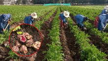 ¿Por qué las papas se ponen verdes? La verdad detrás de este fenómeno y si es seguro comerlas