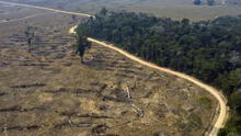 Advierten que ley forestal promueve la deforestación