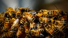 Hombre muere tras brutal ataque de 150 abejas mientras orinaba en un árbol, en Argentina