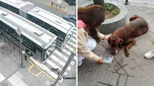 El preciso momento en que un bus del Metropolitano atropella a un perro en Cercado de Lima