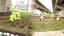 Obras de rehabilitación en puntos clave de Lima: recuperan áreas verdes en Óvalo Monitor, Alfredo Mendiola y avenida México