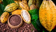 No fue México: este país de América Latina es el verdadero lugar de origen del cacao, según estudio