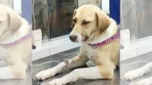 Solicitan apoyo económico para perrita que sufrió abuso sexual en la avenida Angamos