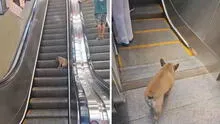 Perro descubre cómo usar escaleras mecánicas y sorprende con su habilidad de subir y bajar: clip es viral