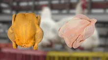 Pollo amarillo vs. blanco: ¿cuál elegir? Esto es lo que debes saber para cuidar tu salud