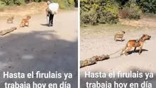 Perrito sorprende al cargar madera para ayudar a su dueño: “Se merece todas las croquetitas del mundo”