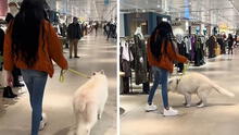 Joven va a centro comercial con su perrito, pero sucede lo impensable: “Viví la vergüenza del año”