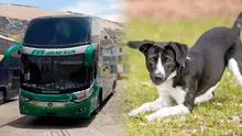 ¿Se puede llevar mascotas en buses interprovinciales de Perú?