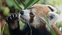 Muere bebé panda rojo de 3 meses a causa de estrés por la pirotecnia en Escocia