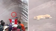 Captan a ‘Firulais’ descansando en la Montaña de 7 Colores y usuarios resaltan: “El legendario pastor chiribaya”