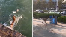 Perrito sorprende al recoger desechos del mar y depositarlo en basurero: "Muy educado"