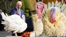 La lujosa vida de Peach y Blossom, los pavos que recibieron el indulto presidencial por el Día de Acción de Gracias