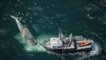 Colisiones de barcos amenazan al 90% de los hábitats de ballenas en los océanos, según científicos