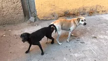 ¿Un perro castrado puede montar a una perra en celo?