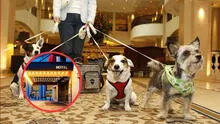 ¿No sabes dónde ir con tus mascotas?: estos son 4 hoteles pet friendly ubicados en Lima