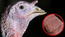 Butterball workers accused of sexually abusing turkeys after video surfaced: will there be a turkey recall in the USA?