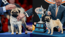 The pug Vito wins the top prize at the National Dog Show after beating more than a thousand dogs in US