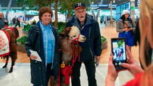 Las llamas y alpacas que son todo un boom al recibir con mucho amor a los pasajeros del aeropuerto de Portland