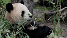 Investigación asegura que China desvió millones de dólares que Estados Unidos envió para la protección de osos pandas