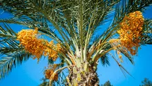 Científicos resucitan un árbol histórico del palacio de Herodes plantando semillas de hace 2.000 años