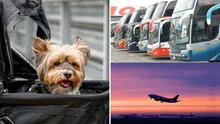 ¿Tienes un viaje e irás con tu mascota? Conoce las disposiciones que debes seguir para hacer el trámite