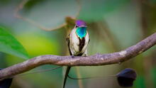 El colibrí más hermoso del mundo vive en Sudamérica: sus plumas cambian de color con la luz