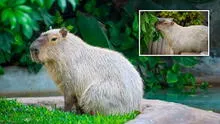 La fiebre del capibara: conoce a la nueva estrella del Parque de las Leyendas y único ejemplar