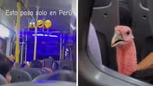 Captan a un pavo viajando en bus y usuarios bromean: “Ya se vive el espíritu navideño”