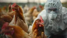 ¡Alerta, USA! Gobierno detectó primer caso de gripe aviar H5N1 en paciente y California declaró estado de emergencia