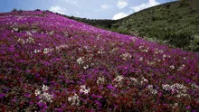 Este país de Sudamérica alberga el desierto más seco del mundo: se está llenando de flores debido a un raro fenómeno