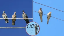 ¿Por qué las palomas no se electrocutan al posarse sobre cables de alta tensión? Conoce todo solo este insólito fenómeno