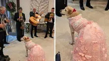 Familia celebró con 'quinceañero' a su perrita y fiesta generó opiniones divididas en redes: llevaron mariachis