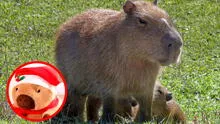 El capibara, el animal preferido de Navidad, vive en todo América, menos en un país: ¿cuál es?