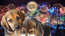 ¿Por qué las mascotas sufren con los fuegos artificiales? Este es el motivo de su miedo y esto se debe hacer para protegerlos