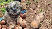 Perrito sorprende al cosechar papas en la sierra de Perú y enternece en redes: “Merece un superalmuerzo”