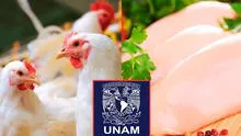 UNAM desmiente mito sobre hormonas de crecimiento en el pollo, la carne más consumida en Perú: “No son necesarias”