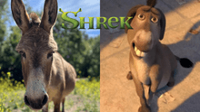 Murió Perry, el carismático burro que inspiró al icónico personaje de la película 'Shrek'