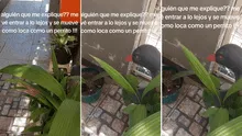 Mujer se vuelve viral al mostrar cómo le 'contesta' su planta cuando le habla cariñosamente: "Necesita agua, pero bendita"