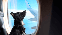 Viajar en avión con mi perro o gato: ¿qué necesito y cuánto cuesta?