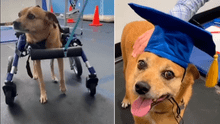 La inspiradora historia de Rocky, el perro que venció la parálisis y se graduó con honores en rehabilitación física