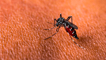 Mosquitos rojos, la innovación biotecnológica que 3 países de América Latina están probando contra el dengue