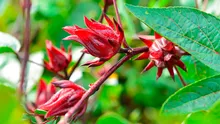 10 beneficios de la flor de jamaica: ¿para qué sirve y cómo se prepara?