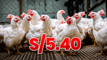 Baja el kilo del pollo a S/5.40 en Perú, pero Midagri advierte: "El precio mayorista es del ave viva, no beneficiada o en pie"