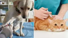 ¿Sabías que perros y gatos también pueden tener diabetes? Conoce los primeros signos de alerta