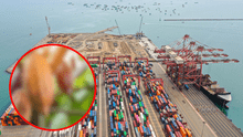 Esta fruta peruana tuvo el mayor crecimiento de exportación del 2024, según Mincetur: no es el arándano ni la palta