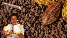 Exportaciones de cacao peruano se dispararon a US$ 1.300 millones en 2024