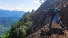 Con cobertura vegetal recuperarán 50.000 ha arrasadas por lluvias